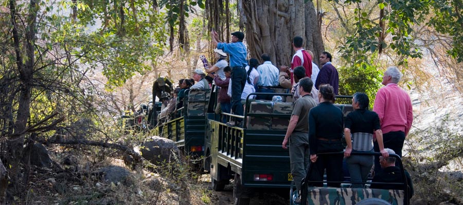 Corbett Canter Safari